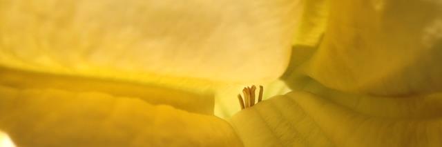 Francesca DAngelo banner