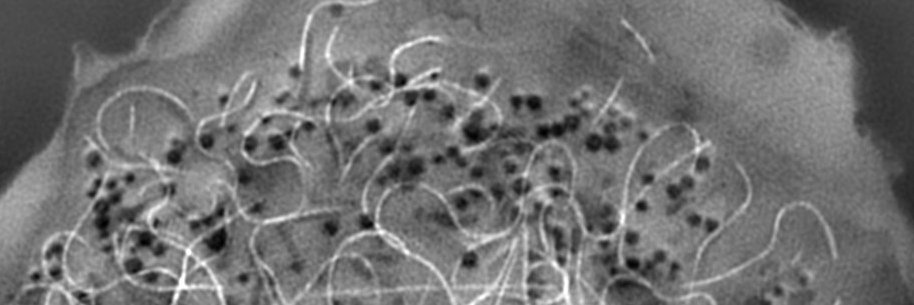 David Odde Lab banner