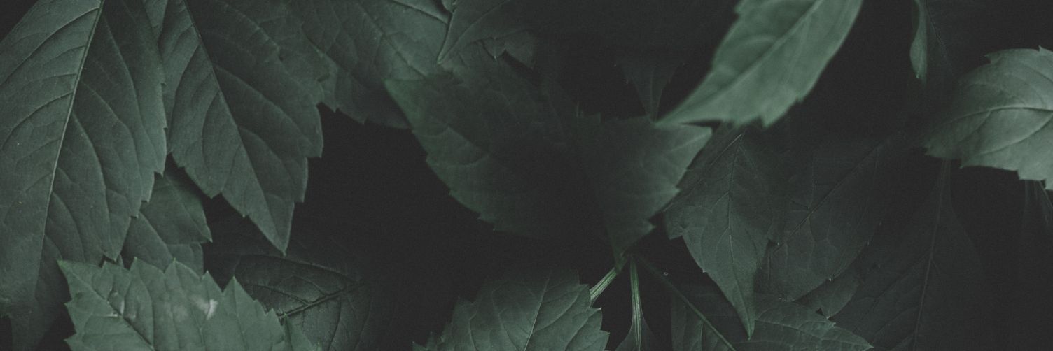 Deknissy's profile banner image