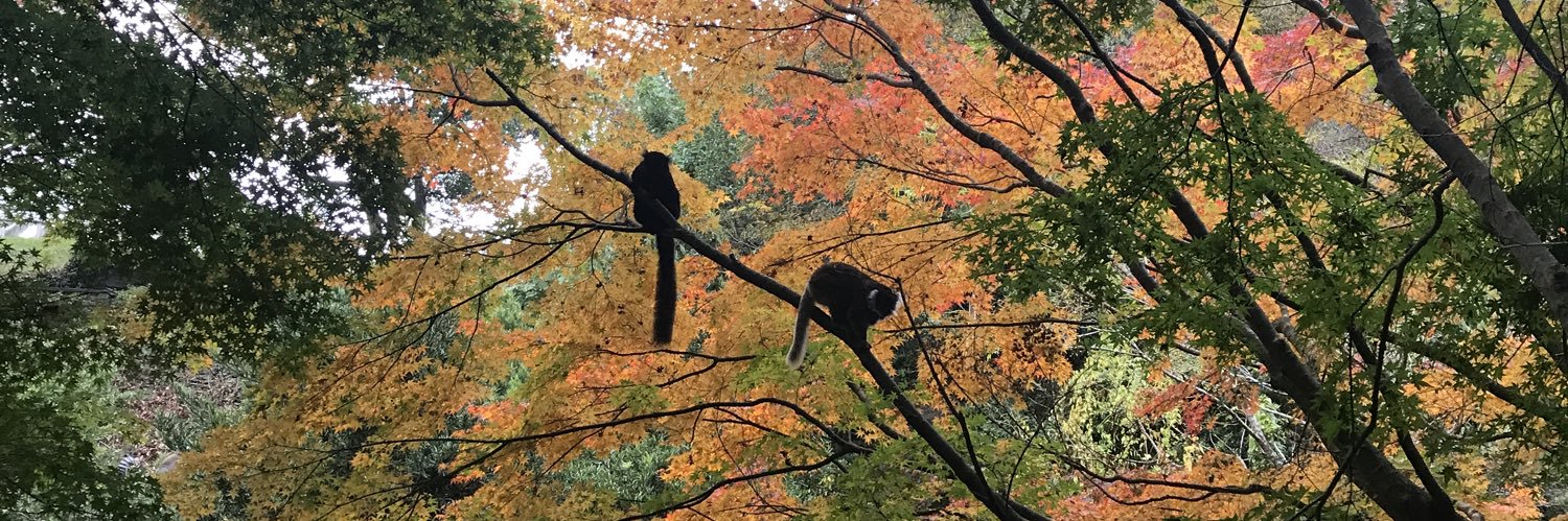せつこ？ banner