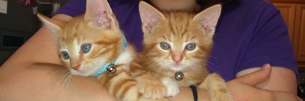 Archie - Pieman to the People👨‍🍳 banner