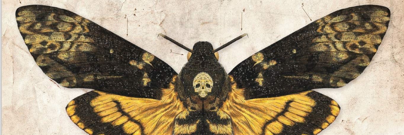 MortemAvis's profile banner image