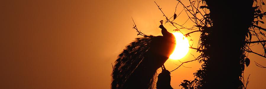 vzdurai's profile banner image