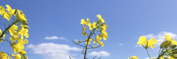 startwithseed Profile Banner