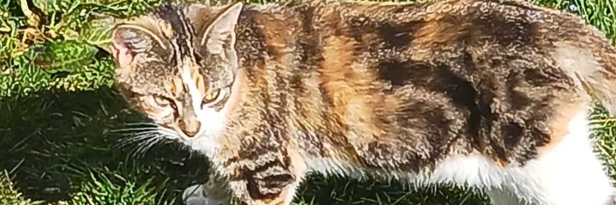 Vickiann98's profile banner image