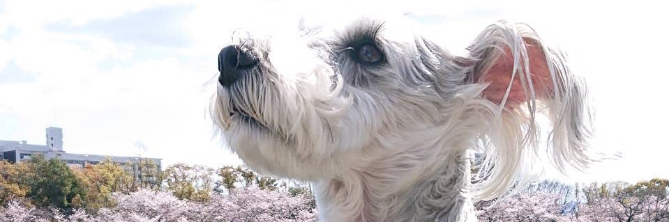 ryopei1228's profile banner image