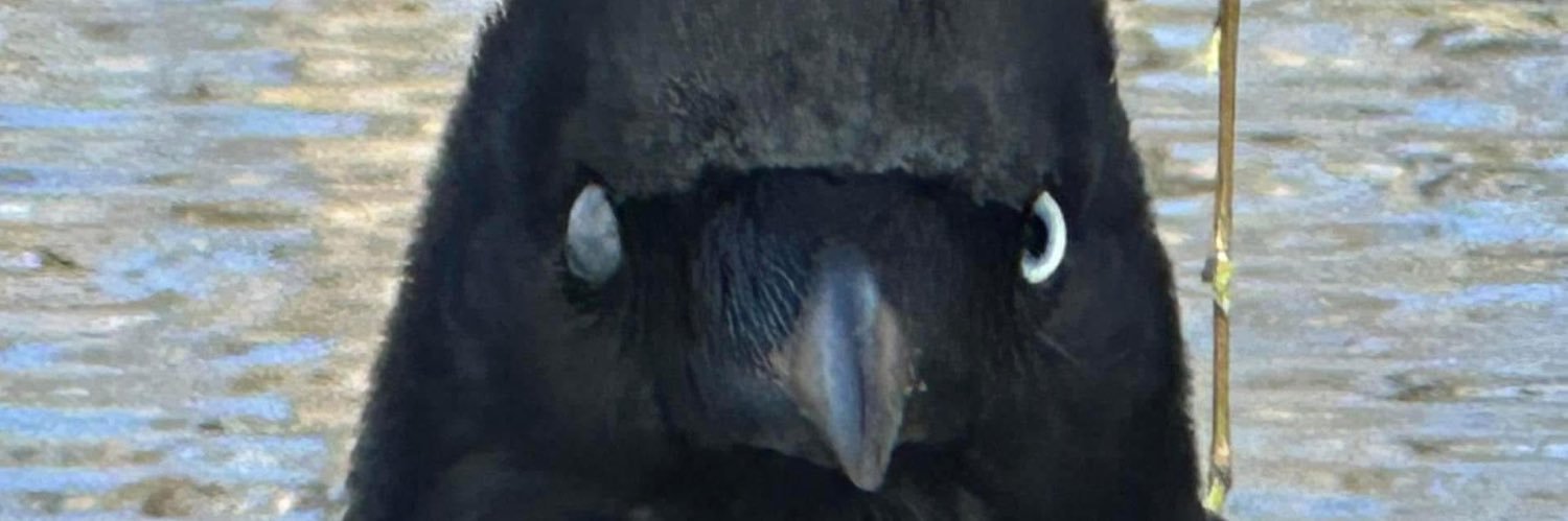 Gregory J O'Flaherty 💧💦 banner