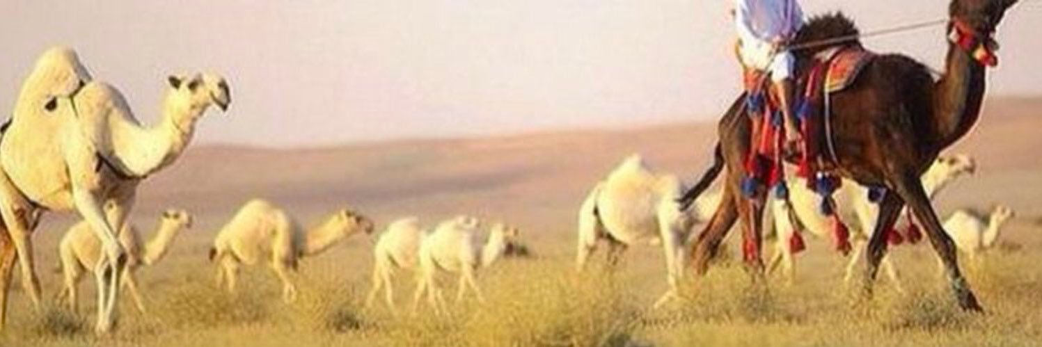 MhOthaibi's profile banner image