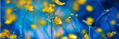 Carole P 🇪🇺🏴󠁧󠁢󠁷󠁬󠁳󠁿 banner