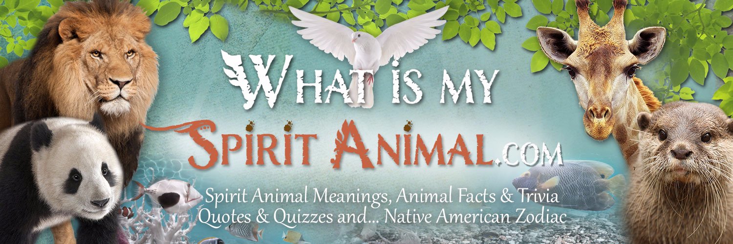 AllSpiritAnimal's profile banner image