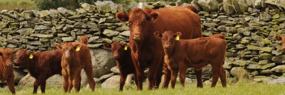 welshluingbeef's profile banner image