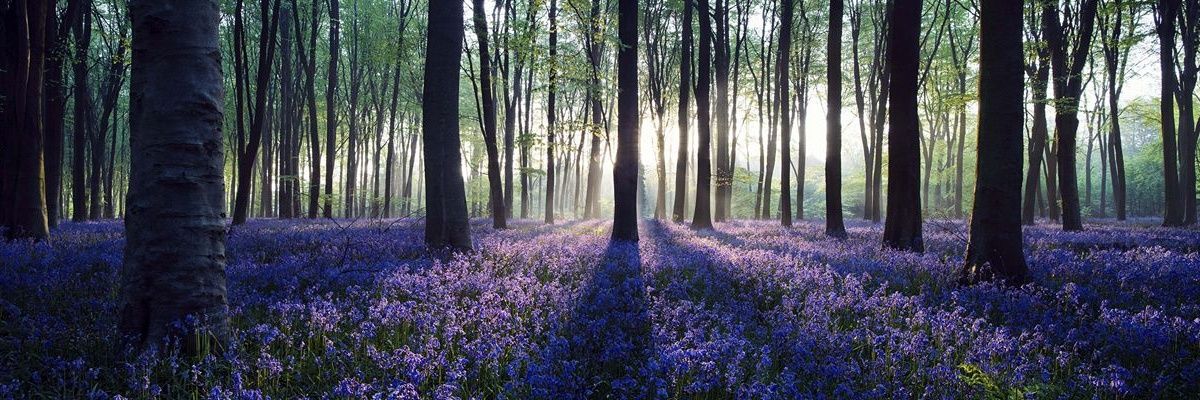 Alanah🍊🔊MAGA🇺🇸🇮🇱🇺🇸 banner