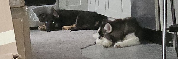 FAFO25AMERICA Profile Banner