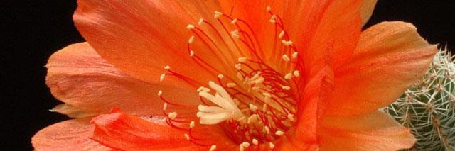schiano_lo's profile banner image