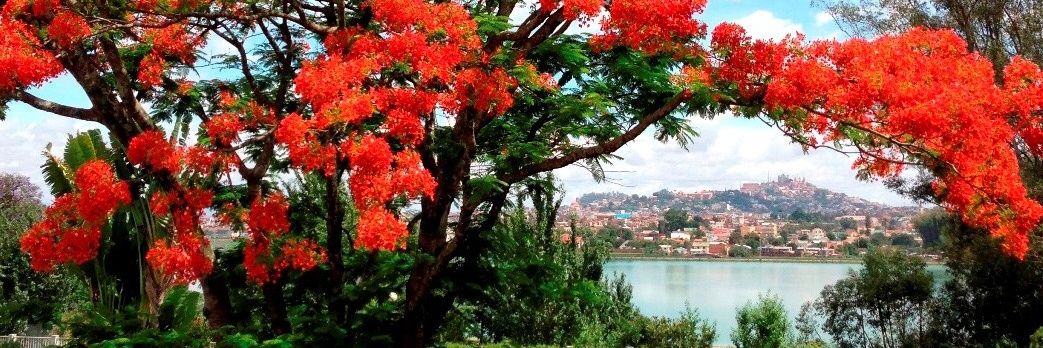 Ambassade du Japon à Madagascar et aux Comores banner