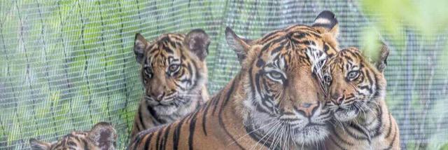 LosTigres6's profile banner image