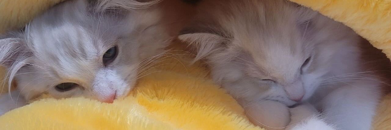 libraaaanaa's profile banner image