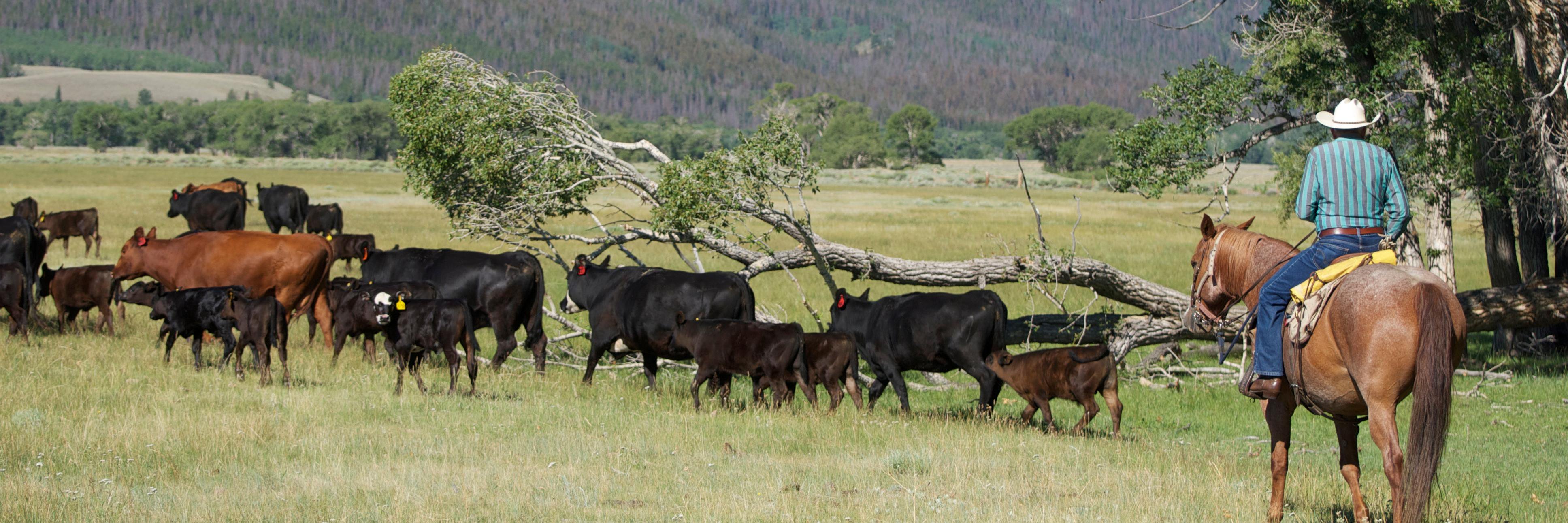 VeeBarRanch's profile banner image