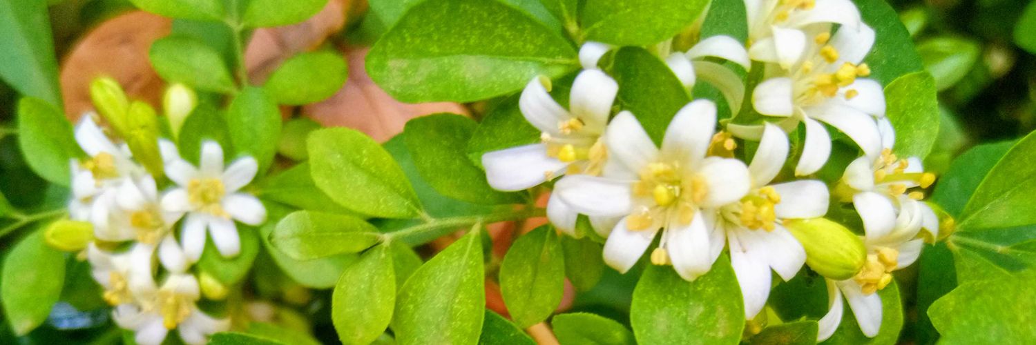 Djibo Sanda. M. banner