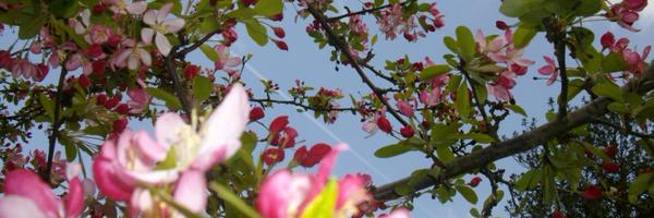 monicachaoj Profile Banner