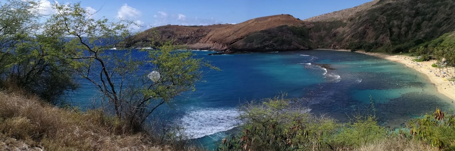 chiko rabbit (rene) banner