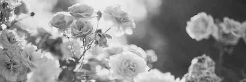 oksice's profile banner image