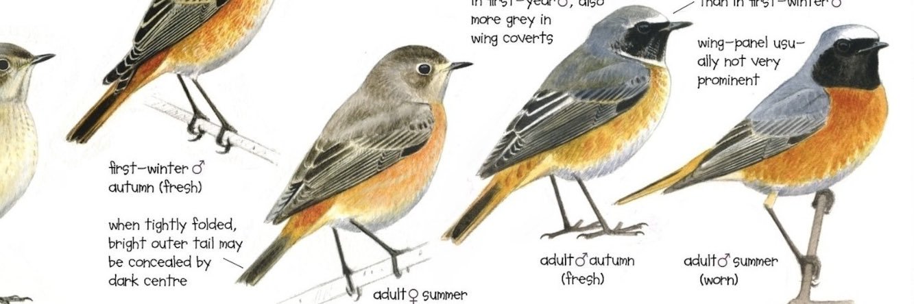 The Sound Approach banner