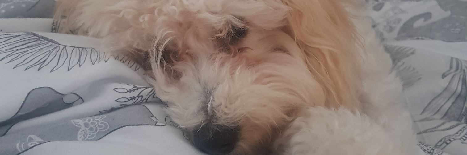 _CaTreeeeeeNa's profile banner image