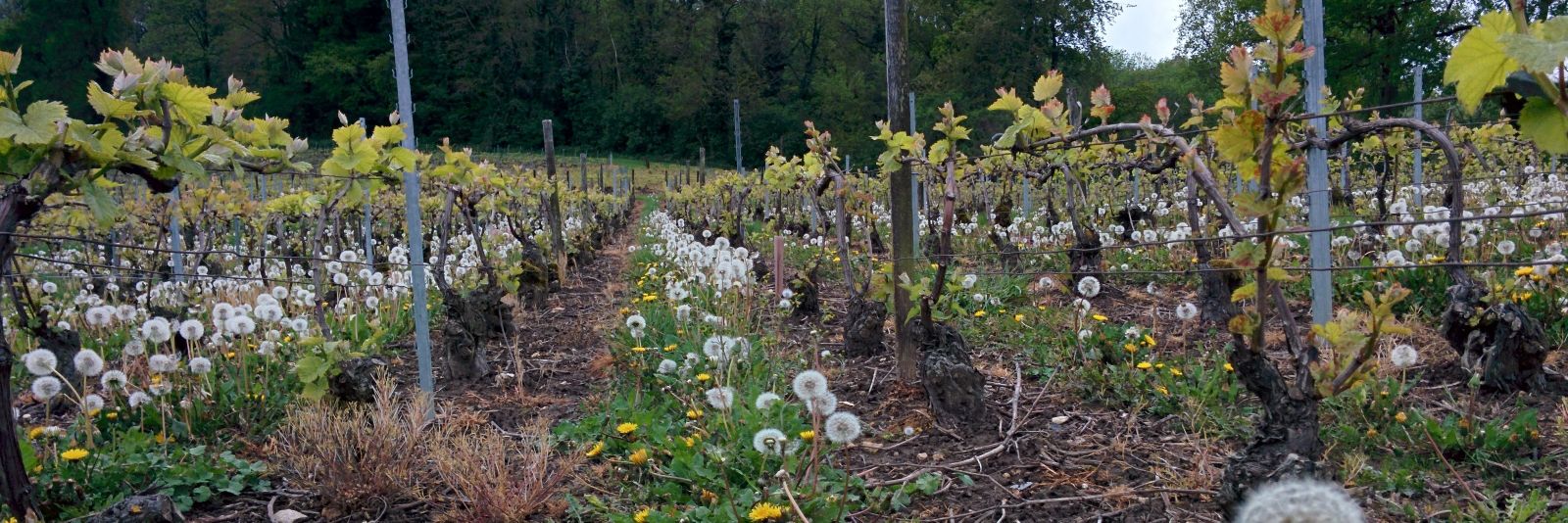 Champagne Cuillier banner