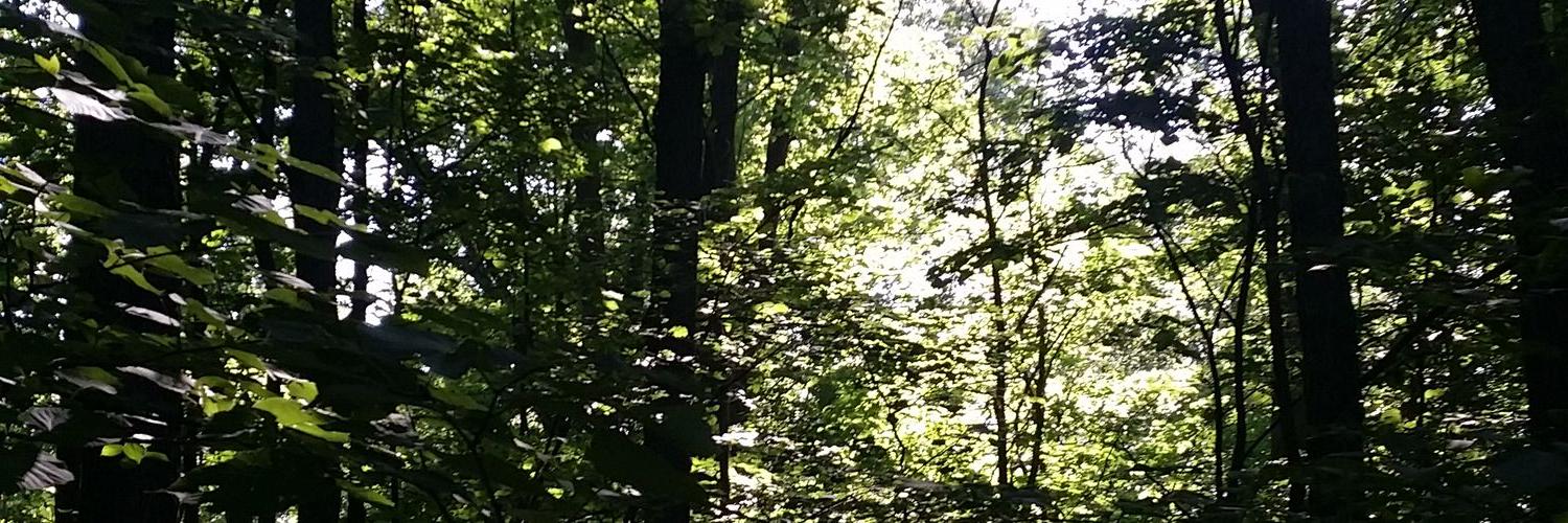 mstuttlescience's profile banner image