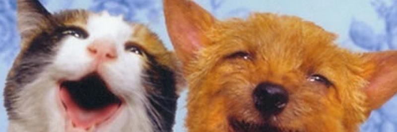 delipetsplaya's profile banner image