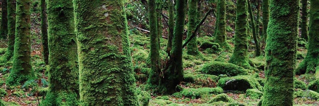 PlantPowerTF's profile banner image