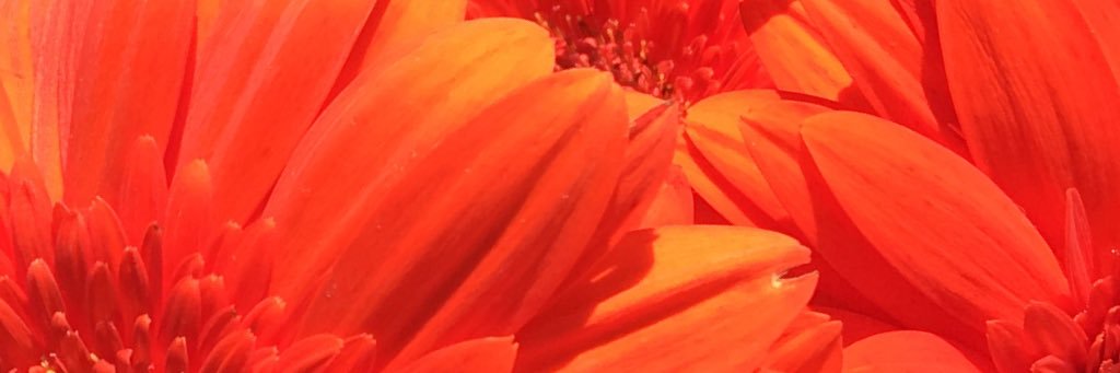 lookitscat's profile banner image