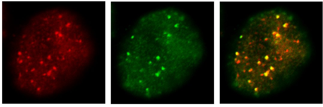 Dr. Ronit Yarden banner