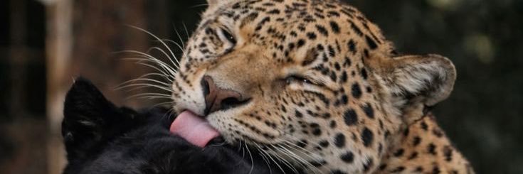 santanabibia155's profile banner image