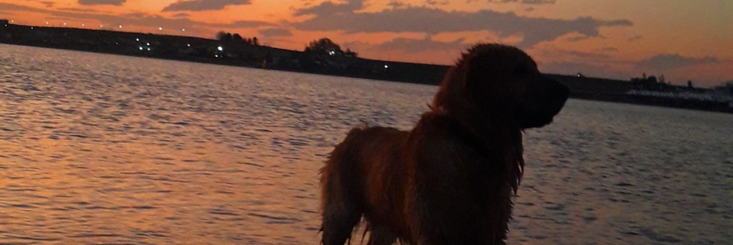 Agustinanunezz's profile banner image