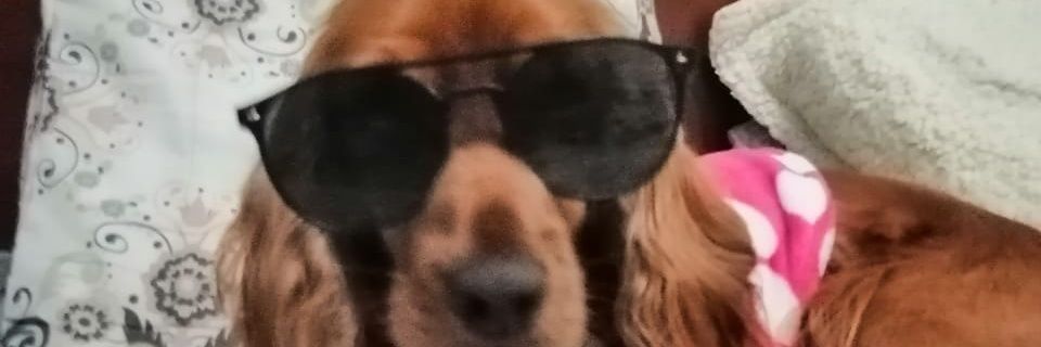 Caucagistan's profile banner image