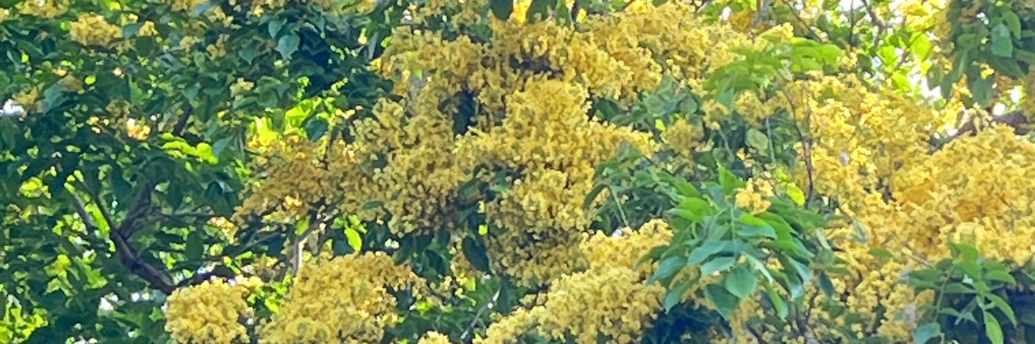 sofiyanuar's profile banner image