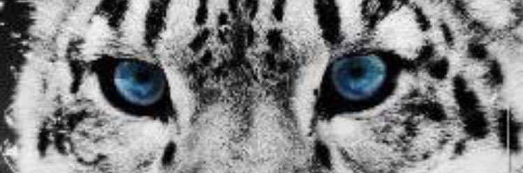 JEXXIQAR's profile banner image