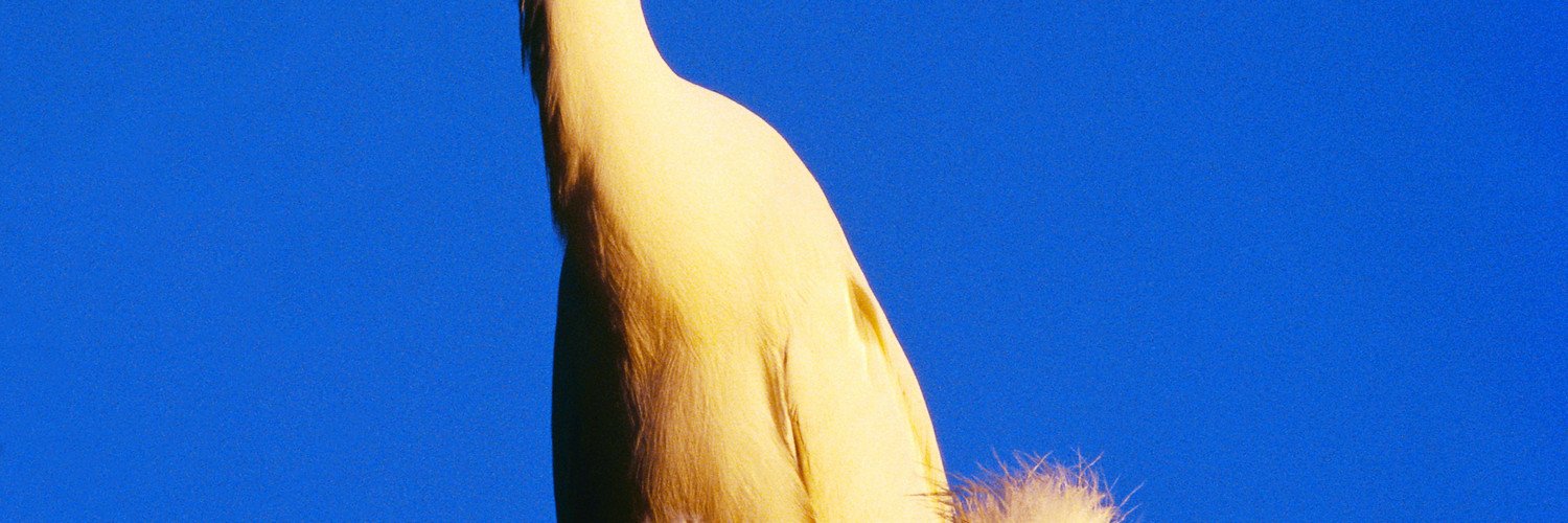 Аня Сухина banner