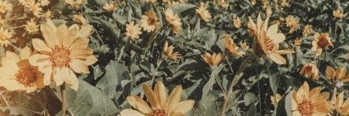 val ❀'s banner