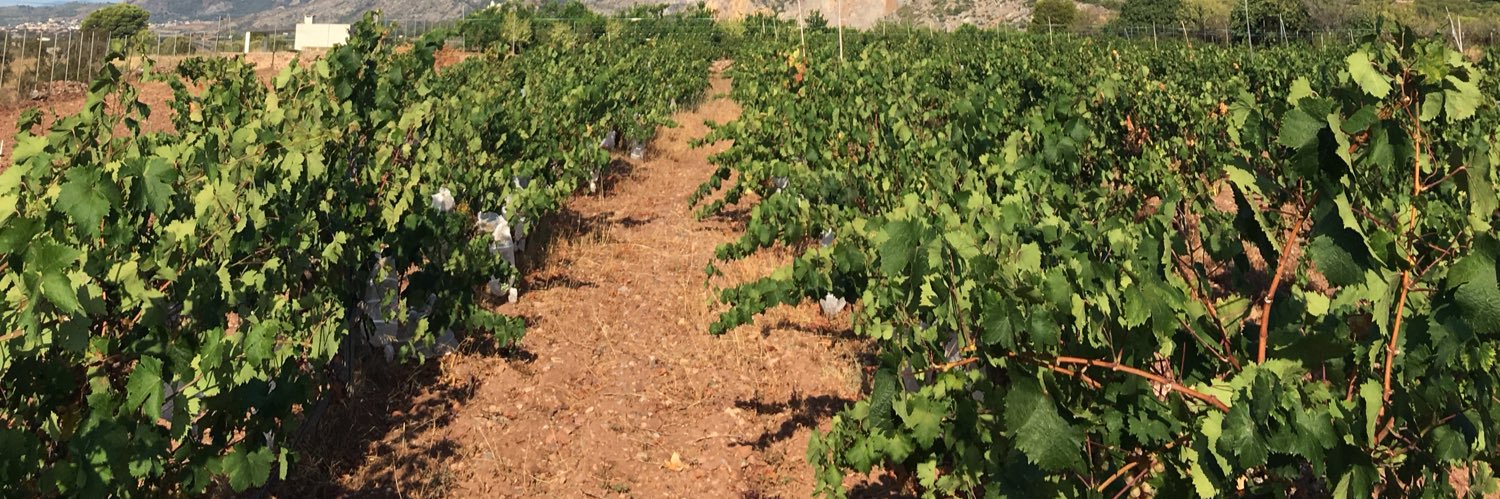 coopbenicasim's profile banner image