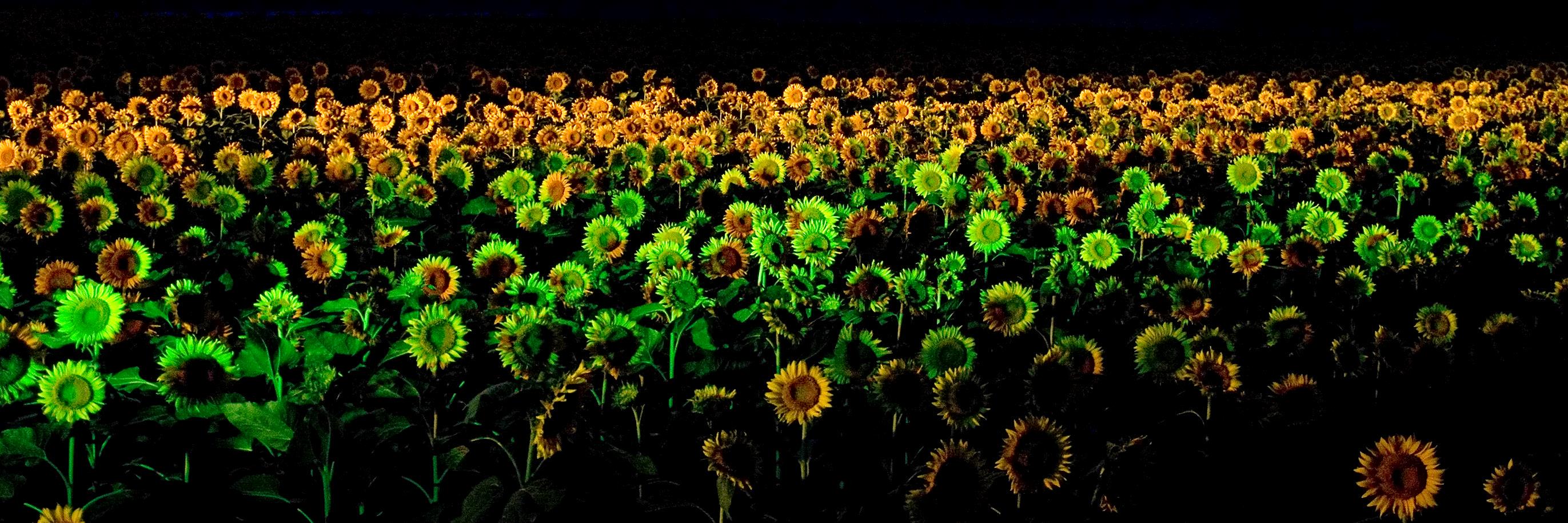 🌻P-trash🌻 banner