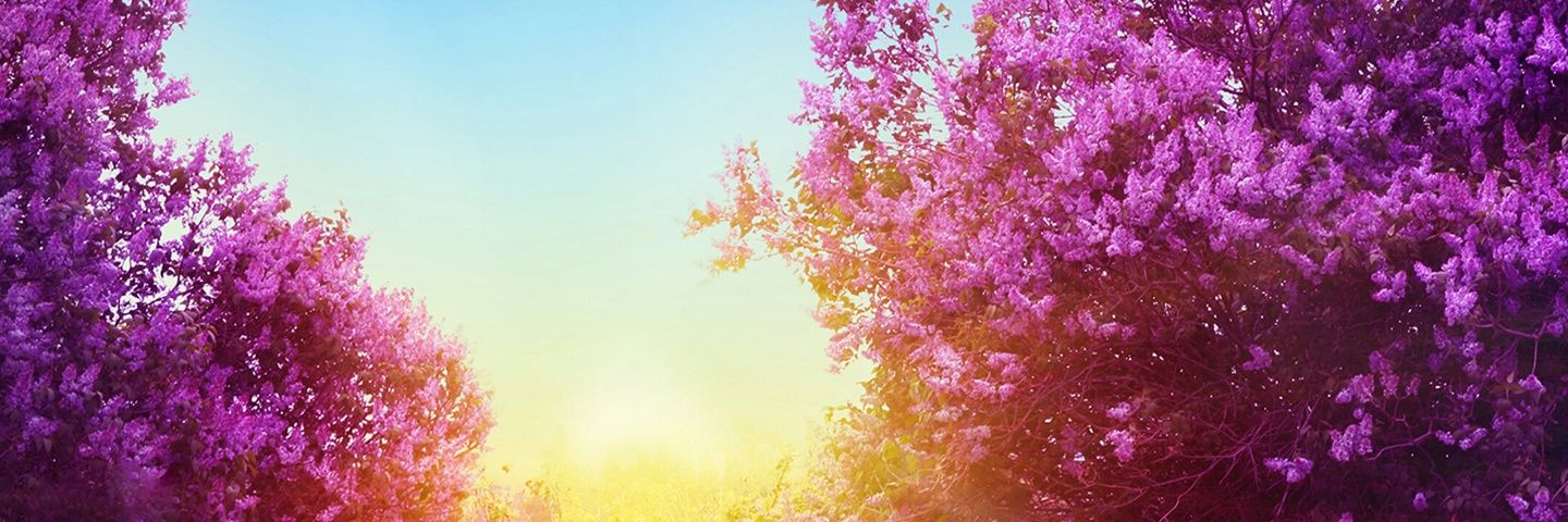 normavargas2015's profile banner image