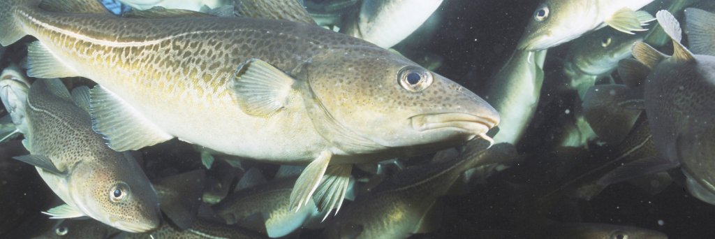 FISKERGODT banner