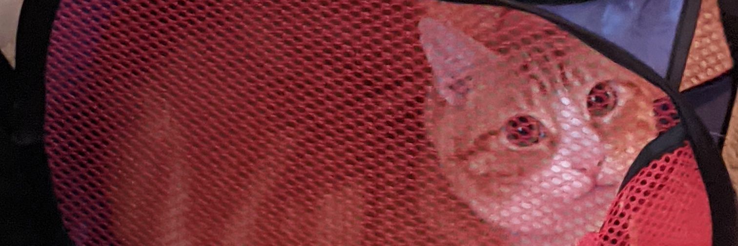 catymatthews's profile banner image