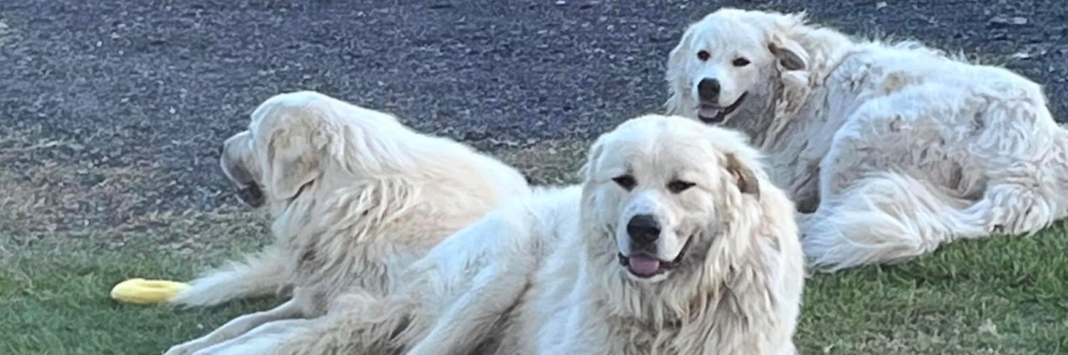 LindaFay 🐈🦮 banner