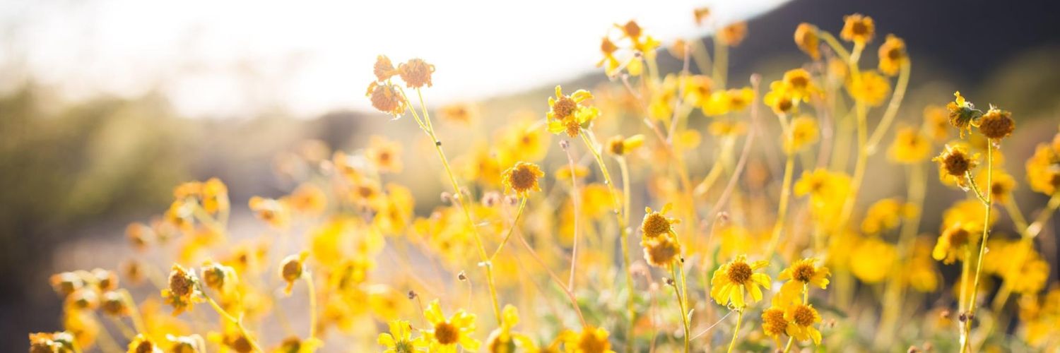 MeeshLanning's profile banner image