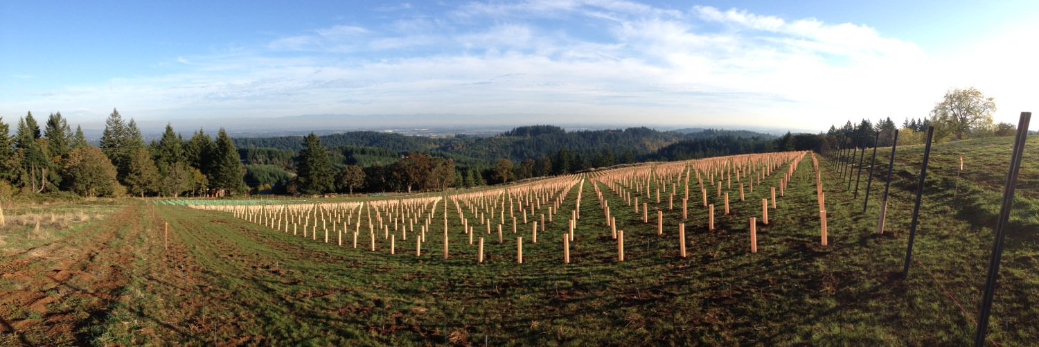 Niew Vineyards / Tai-Ran Niew banner