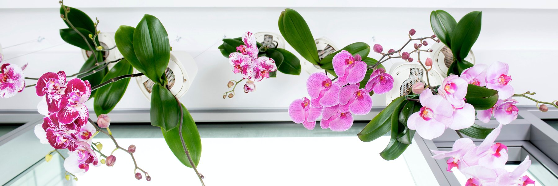 Alphaplantes's profile banner image